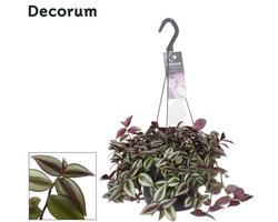 Tradescantia Zebrina Purpusii - Ø17cm - 30cm