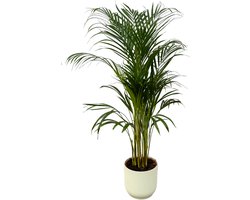 Trendyplants - Areca palm - ↨110cm - Ø21cm inclusief elho Vibes Fold Round wit Ø22cm x ↨20cm