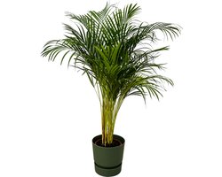 Trendyplants - Areca palm - ↨130cm - Ø24cm inclusief elho Greenville Round groen Ø30cm x ↨28cm