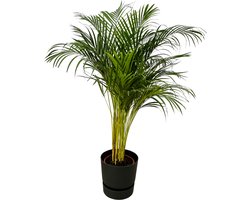 Trendyplants - Areca palm - ↨130cm - Ø24cm inclusief elho Greenville Round zwart Ø30cm x ↨28cm