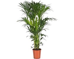 Trendyplants - Kentia palm - Howea Forsteriana - Kamerplant - Hoogte 170-190 cm - Potmaat Ø24cm