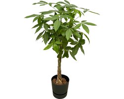 Trendyplants - Pachira Aquatica inclusief elho Greenville Round zwart - 160 cm - Ø30cm