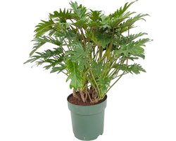Trendyplants - Philodendron Xanadu - Kamerplant - Hoogte 70-90 cm - Potmaat Ø22cm