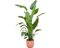 Trendyplants - Strelitzia Nicolai inclusief elho Vibes Fold Round roze - 170 cm - Ø30cm