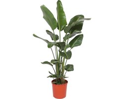 Trendyplants - Strelitzia Nicolai - Paradijsvogelbloem - Kamerplant - Hoogte 160-180 cm - Potmaat Ø24cm