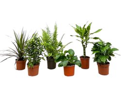 Trendyplants - Surprise box - 6 kamerplanten - Hoogte 20-40 cm - Potmaat Ø12cm