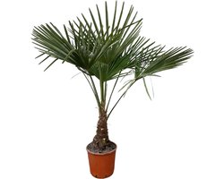 Trendyplants - Trachycarpus Fortuneii - Winterharde palmboom - Hoogte 110-130 cm - Chinese waaierpalm - Tuinplant - Potmaat Ø21cm