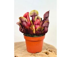 Trompetbekerplant (Sarracenia) 'Hans' | Grote vleesetende planten | Potmaat: ⌀ 12 cm Hoogte 15 cm | Imposante vleesetende plant