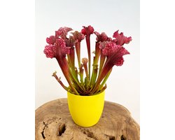 Trompetbekerplant "Sarracenia Judith" groot incl. plantenpot Nena "Geel" | Complete set (worden samen geleverd) | Plaats bij aankomst jouw vleesetende plant in de pot en geniet meteen