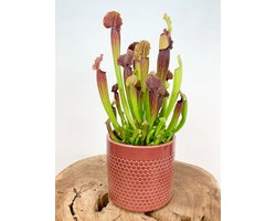 Trompetbekerplant "Sarracenia Thomas" groot incl. plantenpot Rinus "Terracotta" | Complete set (worden samen geleverd) | Plaats bij aankomst jouw vleesetende plant in de pot en geniet meteen