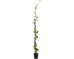Tropictrees - Toscaanse Jasmijnplant - Klimplant - Wit - Winterhard - Hoogte 170cm - Pot ⌀ 20 cm - sterjasmijn -trachelospermum jasminoides