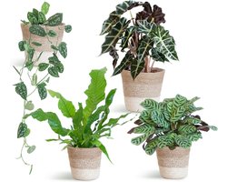 Tropische Kamerplanten Set - Unieke Bladeren in Stijlvolle Mand -35cm -Ø12 Groene Kamerplant