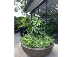 Tropische kunstplant Schefflera 50 UV