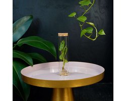 Tubes | plant in glas |Monstera Adansonii