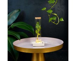 Tubes | plant in glas |Monstera Adansonii | incl LED |