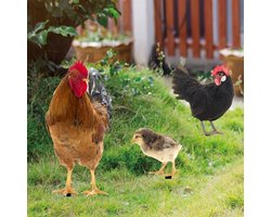 Tuindecoratie set kippen en haan
