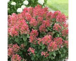 Tuinplanten - Buitenplanten - Winterhard - Hortensia - Hydrangea paniculata Little Quick Fire - Wit - Roze - Rood - Planthoogte 30-40 cm - Potmaat P23