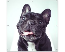 Tuinposter 100x100 cm - Tuindecoratie Franse Bulldog - Zwart - Stoel - Poster voor in de tuin - Buiten decoratie - Schutting tuinschilderij - Tuindoek muurdecoratie - Wanddecoratie balkondoek