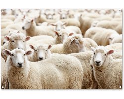 Tuinposter 120x80 cm - Tuindecoratie Schapen - Wol - Wit - Poster voor in de tuin - Buiten decoratie - Schutting tuinschilderij - Tuindoek muurdecoratie - Wanddecoratie balkondoek
