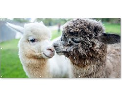 Tuinposter 200x100 cm - Tuindecoratie Alpaca's - Dieren - Wol - Poster voor in de tuin - Buiten decoratie - Schutting tuinschilderij - Tuindoek muurdecoratie - Wanddecoratie balkondoek