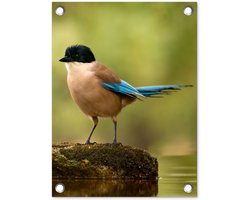 Tuinposter 30x40 cm - Tuindecoratie Ekster - Vogel - Mos - Poster voor in de tuin - Buiten decoratie - Schutting tuinschilderij - Tuindoek muurdecoratie - Wanddecoratie balkondoek