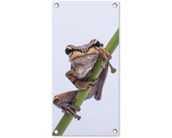 Tuinposter 30x60 cm - Tuindecoratie Kikker - Tak - Grijs - Poster voor in de tuin - Buiten decoratie - Schutting tuinschilderij - Tuindoek muurdecoratie - Wanddecoratie balkondoek