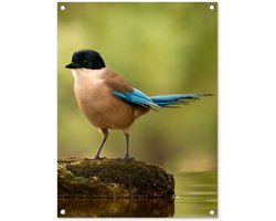 Tuinposter 60x80 cm - Tuindecoratie Ekster - Vogel - Mos - Poster voor in de tuin - Buiten decoratie - Schutting tuinschilderij - Tuindoek muurdecoratie - Wanddecoratie balkondoek