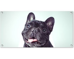 Tuinposter 80x40 cm - Tuindecoratie Franse Bulldog - Zwart - Stoel - Poster voor in de tuin - Buiten decoratie - Schutting tuinschilderij - Tuindoek muurdecoratie - Wanddecoratie balkondoek