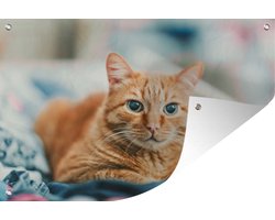 Tuinposter 90x60 cm - Tuindecoratie Kat - Kleding - Kast - Poster voor in de tuin - Buiten decoratie - Schutting tuinschilderij - Tuindoek muurdecoratie - Wanddecoratie balkondoek