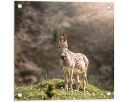 Tuinposter – Aankijkende Ezel op Berg tussen Witte Bloemetjes - 50x50 cm Foto op Tuinposter (wanddecoratie voor buiten en binnen)