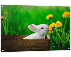 Tuinposter – Baby Konijntje in Houten Kistje tussen Gele Paardebloemen - 120x80 cm Foto op Tuinposter (wanddecoratie voor buiten en binnen)