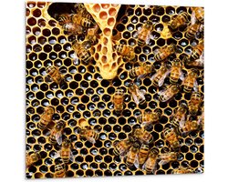 Tuinposter – Bijen aan het Werk in Bijenkorf - 100x100cm Foto op Tuinposter  (wanddecoratie voor buiten en binnen)