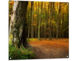 Tuinposter – Grote Dikke Oude Boom in het Midden van Herfstbos - 100x100 cm Foto op Tuinposter (wanddecoratie voor buiten en binnen)