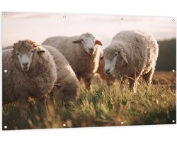Tuinposter – Kudde Witte Wollen Schapen Etend in de Wei - 150x100 cm Foto op Tuinposter (wanddecoratie voor buiten en binnen)