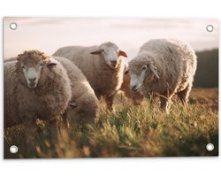 Tuinposter – Kudde Witte Wollen Schapen Etend in de Wei - 60x40 cm Foto op Tuinposter (wanddecoratie voor buiten en binnen)