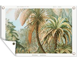 Tuinposter - Kunst - Vintage - Ernst Haeckel - Tuin - Schuttingposter - Varens - 120x80 cm - Bomen - Wanddecoratie - Tuindoek - Buitenposter