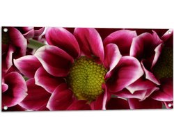 Tuinposter – Mooie Grote Roze Bloem met Geel Midden en Witte Blad Randen - 100x50 cm Foto op Tuinposter (wanddecoratie voor buiten en binnen)