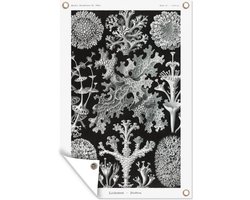 Tuinposter - Mos - Ernst Haeckel - Botanisch - Tuin - Kunst- Zwart-Wit - Schuttingdoek - 120x180 cm - Tuinschilderij - Tuindoek - Buitenposter