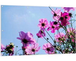 Tuinposter – Paarse Cosmea Bloemen met Heldere Lucht als Achtergrond - 150x100 cm Foto op Tuinposter (wanddecoratie voor buiten en binnen)