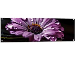 Tuinposter – Paarse Margriet met Waterdruppels erop bij Donkere Achtergrond - Bloemen - 120x40 cm Foto op Tuinposter (wanddecoratie voor buiten en binnen)
