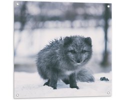 Tuinposter – Schattige Grijze Vos In de Sneeuw - 80x80cm Foto op Tuinposter  (wanddecoratie voor buiten en binnen)