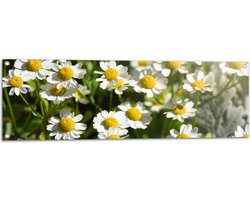 Tuinposter – Wit met Geel Kamille Bloemen in een Grasveld - 120x40 cm Foto op Tuinposter (wanddecoratie voor buiten en binnen)