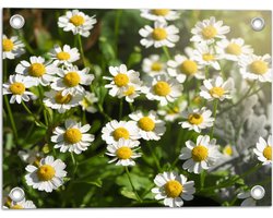 Tuinposter – Wit met Geel Kamille Bloemen in een Grasveld - 40x30 cm Foto op Tuinposter (wanddecoratie voor buiten en binnen)