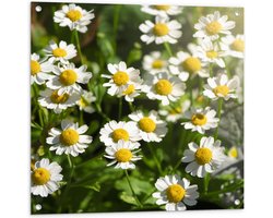 Tuinposter – Wit met Geel Kamille Bloemen in een Grasveld - 80x80 cm Foto op Tuinposter (wanddecoratie voor buiten en binnen)