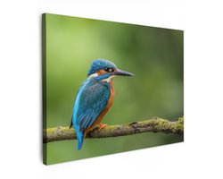 Tuinschilderij voor buiten 70x50 cm - Tuindecoratie IJsvogel - Tak - Mos - Vogel - Groen - Tuinposter op canvas - Tuin muurdecoratie - Buitenschilderij decoratie - Schutting wanddecoratie - Buitencanvas