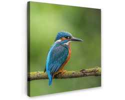 Tuinschilderij voor buiten 80x80 cm - Tuindecoratie IJsvogel - Tak - Mos - Vogel - Groen - Tuinposter op canvas - Tuin muurdecoratie - Buitenschilderij decoratie - Schutting wanddecoratie - Buitencanvas