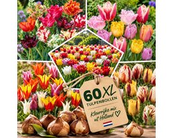 Tulpen Bloembollen XL - 60 stuks - Mix van 15 Soorten - Meerkleurig - Bloem Bollen Mix - Tulpenbollen Cadeau - Bloemen - winterhard - meerjarig