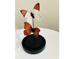 two vlinder