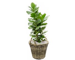 Van der Leeden Planten/bloemen mand met hengsels - rotan gevlochten - D35 x H25 cm - plantenpot - plantenmand