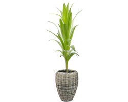 Van der Leeden Planten/bloemen mand - rotan - gevlochten riet - D48 x H62 cm - drypot - plantenpot - plantenmand